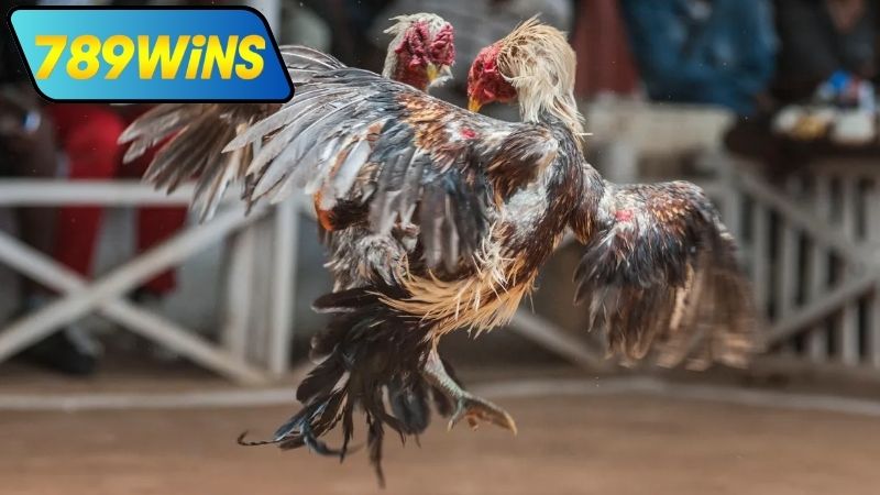 Hướng dẫn tham gia đá gà casino trực tiếp ngày hôm nay tại 789WIN
