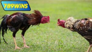 Đá gà cựa sắt trực tiếp Thomo