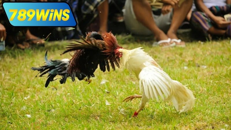 Các loại cược đá gà hôm nay Thomo tại 789WIN