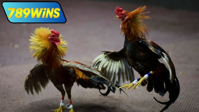 Hướng dẫn tham gia đá gà Khmer trực tiếp tại 789WIN